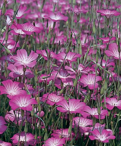 Corn Cockle Flower, Poison Flowers, Eden Flower, Corn Cockle, Prairie Nursery, Winter Sowing, Growing Corn, Natural Inspiration, Corn Seed