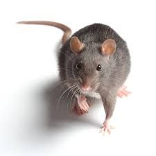 Rodent Control, Pest Management, Rodents, Rats, Brisbane