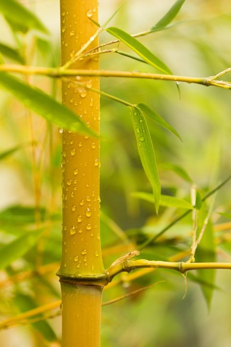 Bamboo Landscape, Bamboo Species, Bamboo Background, Air Hujan, Yellow Bamboo, Blur Background Photography, Desktop Background Pictures, Beach Background Images, Cool Pictures For Wallpaper