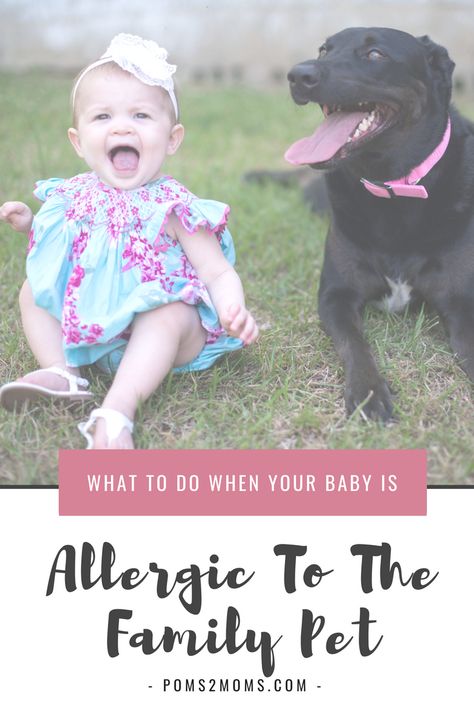 When pets are part of the family, how do you cope when you learn your little one is allergic? Here are 7 tips to making allergies and animals, compatible. #allergies #dogs #kids Allergic To Dogs, Kids Allergies, Appalachian State University, Pet Allergies, Itchy Eyes, Dog Allergies, Childrens Health, Baby Hacks, Baby Play