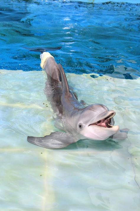 This is Winter, the Dolphin from the movie Dolphin Tale. Winter The Dolphin, Dolphin Tale 2, Dolphin Photos, Clearwater Marine Aquarium, Dolphin Tale, Dolphin Lover, Bottlenose Dolphin, Manatees, A Dolphin