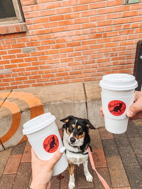 Pet Friendly Coffee Shop, Pet Friendly Cafe, Dogs Photoshoot, Black Tri Australian Shepherd, Store Photoshoot, Tea Dog, Australian Shepherd Puppy, Coffee Shop Aesthetic, Cafe Ideas