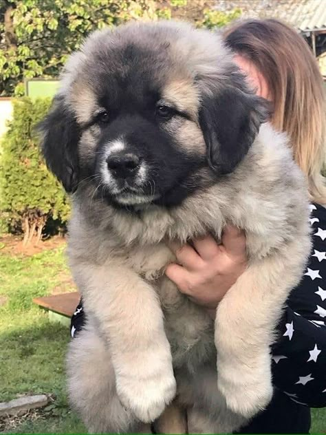 Sarplaninac Dog, Big Cute Dogs, Caucasian Shepherd Puppy, Cute Big Dogs, Caucasian Shepherd Dog, Big Fluffy Dogs, Caucasian Shepherd, Big Puppies, Big Dog Breeds