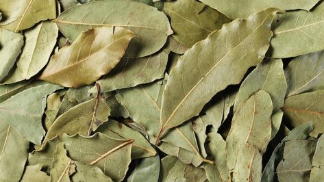 How to Dry Bay Leaves: 4 Methods for Drying Bay Leaves - 2022 - MasterClass Bay Laurel Tree, Dried Bay Leaves, Avocado Tuna Salad, Alice Waters, Perfect Eggs, Diy Cooking, Flavor Enhancers, Spinach Leaves, Bay Leaves