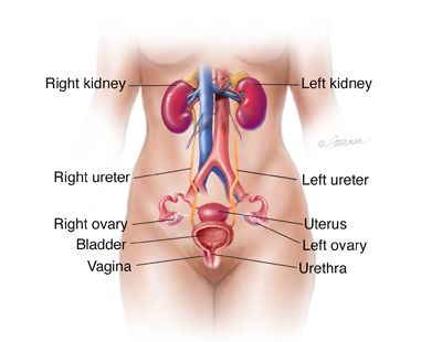 Female Urinary Tract Human Kidney, Kidney Function, Kidney Damage, Western Medicine, Natural Antibiotics, Pelvic Pain, Urinary Tract, Healthy Lifestyle Tips, Healthy Living Lifestyle