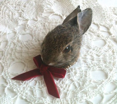 Bad Taxidermy, Baby Rabbits, Deep Red Velvet, Taxidermy Jewelry, Wet Specimen, Taxidermy Art, Vulture Culture, Faux Taxidermy, All Alone