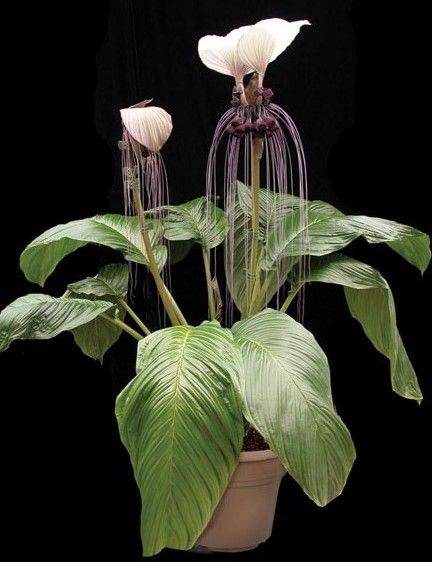 Tacca Integrifolia, Bat Plant, Windowsill Plants, Bat Flower, Zone 10, Istoria Artei, Strange Flowers, Plant Fungus, Fragrant Plant