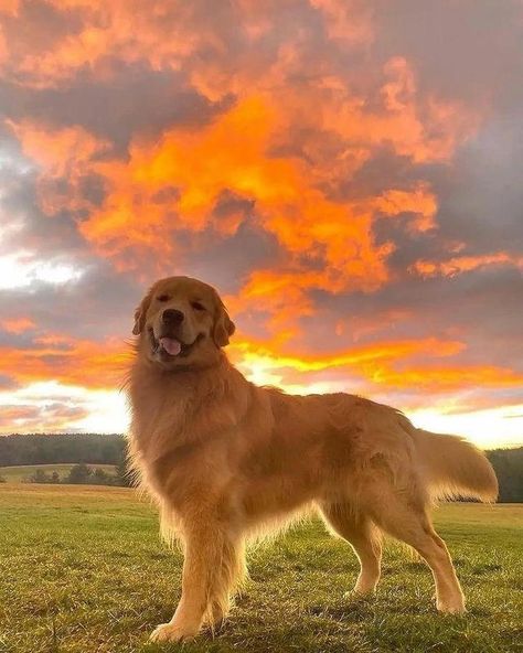 Golden Retriever Desktop Wallpaper, Golden Retriever Running, Golden Retriever At The Beach, Running Golden Retriever, Golden Retriever Meme Funny, Golden Retriever, Animals