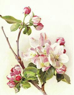 Apple blossom tattoo Apple Blossom Flower, Apple Flowers, Vintage Apple, Blossoms Art, Thumbnail Image, 수채화 그림, Botanical Painting, Botanical Drawings, Apple Blossom