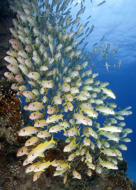 Creature Marine, Life Under The Sea, Beneath The Sea, Image Nature, Underwater Creatures, Underwater Life, Water Life, Beautiful Fish, Ocean Creatures