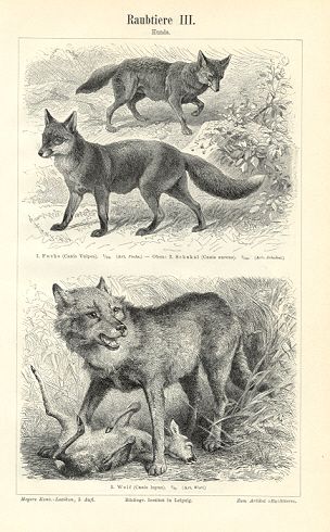 Foxy African Civet, Golden Jackal, Medieval Illustration, Fox Poster, Wolf Images, Fox Drawing, Fox And Rabbit, Sketchbook Illustration, Gray Wolf