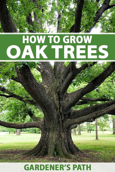 You’ve got your shovel, you’ve got your acorns... now what? Oak trees are self-sufficient once established, but they can use some help getting there. Learn how to plant and care for Quercus until your tree is big and strong enough to do the job on its own now on Gardener's Path. #oaktrees #shadetrees #gardenerspath Oak Tree Landscaping Backyards, Live Oak Trees Landscaping, Pin Oak Tree Front Yards, How To Grow Oak Trees From Acorns, How To Plant Trees, Oak Tree Growth, Southern Oak Trees, Grow Oak Tree From Acorn, Oak Trees Landscaping