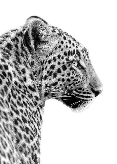 Aesthetic Wall Prints Black And White, Cheetah Print Poster, Cool Black And White Posters, 3 Posters On Wall, Wall Prints Aesthetic Black And White, Room Posters Black And White, Black And White Prints For Wall, Cute Aesthetic Posters, Poster Prints Black And White