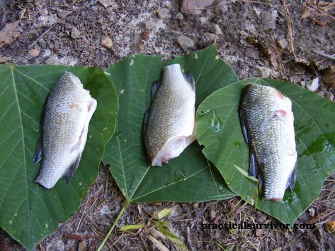 Primitive cooking methods Primitive Cooking, Edible Leaves, Apocalypse Survivor, Outdoor Cooking Recipes, Island Survival, Primitive Living, Cooking Stone, District 12, Adventurous Life