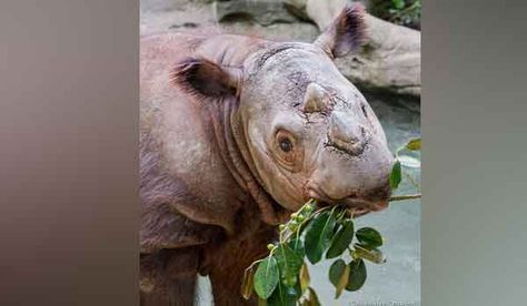 Harapan (Twitter/@CincinnatiZoo/Cassandra Crawford) Sumatran Rhinoceros, Sumatran Rhino, Save The Rhino, Baby Rhino, Wildlife Protection, Cincinnati Zoo, Extinct Animals, Rhinos, Endangered Animals