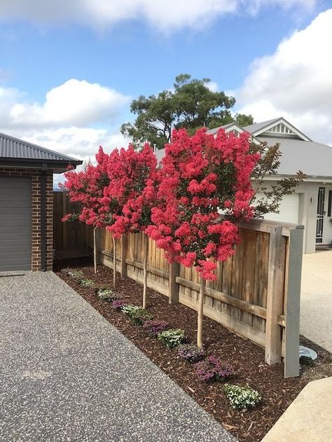 Here are Landscaping Ideas with Crepe Myrtles to inspire you so you can uplift your garden using these low-maintenance shrubs. Dry Riverbed Landscaping, Crepe Myrtle Trees, Fence Border, Garden Bench Diy, Florida Landscaping, Myrtle Tree, Privacy Landscaping, Crepe Myrtle, Grasses Landscaping