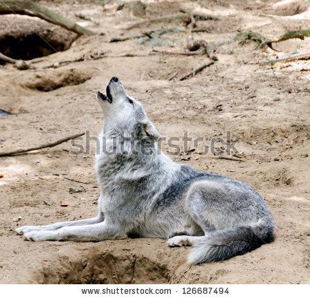 Gray wolf Stock Photos, Images, & Pictures | Shutterstock Wolf Husky, Wolf Images, Wolf Stuff, Wolf Pup, Animal Images, Gray Wolf, Wolf Love, Howl At The Moon, Wild Wolf