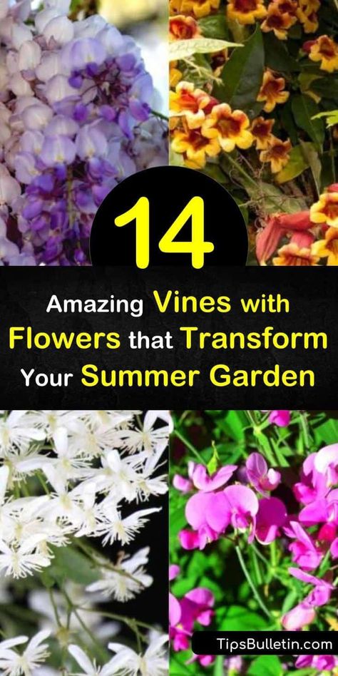 Transform the aesthetic of your property with plants like the trumpet vine and lonicera vine that use twining to climb trellises, fences, and walls. These evergreen and deciduous summer bloomers create an oasis for hummingbirds and pollinators from early summer to fall. #summer #blooming #vines Vines With Flowers, Blooming Vines, Hydrangea Petiolaris, Sweet Autumn Clematis, Pallet Projects Garden, Honeysuckle Vine, Autumn Clematis, Trumpet Vine, Patio Plants