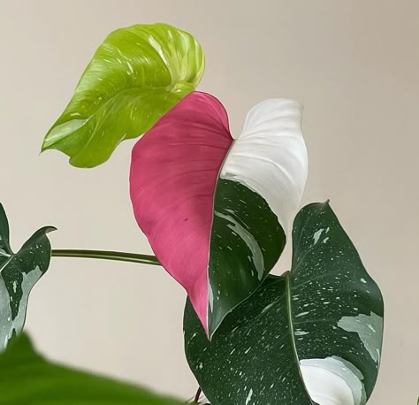 Philodendron Erubescens, Philodendron White Princess, Princess Philodendron, Patio Flowers, Balcony Plants, Pink Plant, Variegated Plants, White Princess, Plant Aesthetic