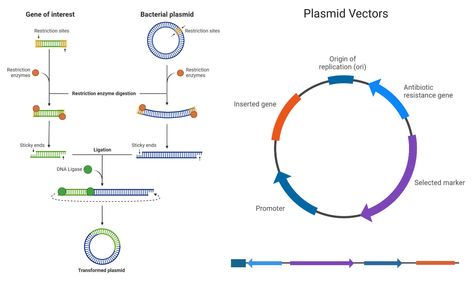 DNA cloning is a method used to produce multiple identical copies of a DNA fragment within a cell. DNA cloning is also known as gene cloning or molecular cloning. All ... Read more The post DNA Cloning: Principle, Steps, Components, Methods, Uses appeared first on Microbe Notes. Dna Ligase, Microbiology Notes, Dna Cloning, Recombinant Dna, Biochemistry Notes, Dna Technology, Dna Molecule, Dna Sequence, Electric Field