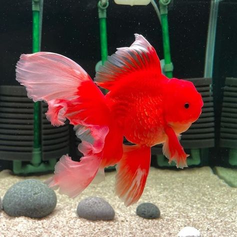 Oranda Fish, Oranda Goldfish, Fantail Goldfish, Fish Tank Themes, Goldfish Tank, Fish Tank Terrarium, Fact Or Fiction, Pretty Fish, Fresh Water Fish Tank