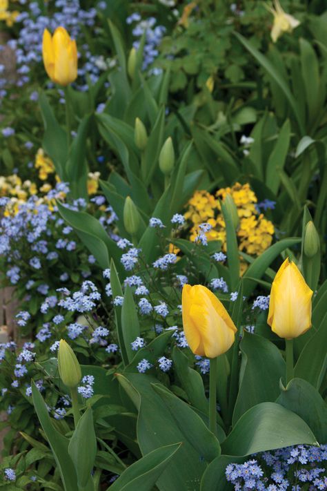 Spring Bulb Border, Spring Bulb Combinations, Fall Bulb Planting Design, Spring Bulb Planting Ideas, Bulb Design Ideas, Spring Bulbs Garden Ideas, Bulb Garden Design Layout, Bulb Lawn, Curbside Garden