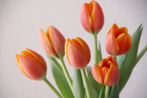 Header Flower, Blooming Bouquet, Orange Tulips, Flower Art Drawing, Still Life Photos, Time Life, Simple Flowers, Spring Has Sprung, Reference Photos