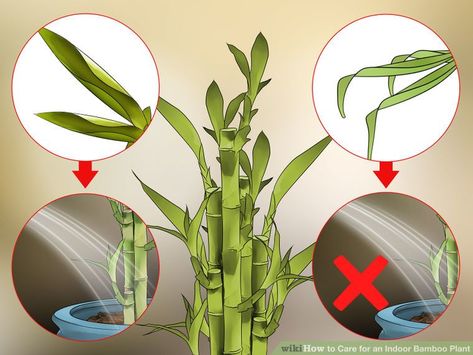 2 Easy Ways to Care for an Indoor Bamboo Plant - wikiHow Bamboo Plant Indoor, Lucky Bamboo Care, Indoor Bamboo Plant, Bamboo House Plant, Bamboo Plant Care, Indoor Bamboo, Bamboo Species, Garden Landscaping Diy, Lucky Bamboo Plants