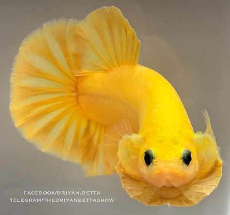 Yellow Stuff, Aquarium Tanks, Fancy Fish, Banknotes Money, Betta Aquarium, Pretty Fish, Betta Tank, Skull Art Drawing, Halfmoon Betta