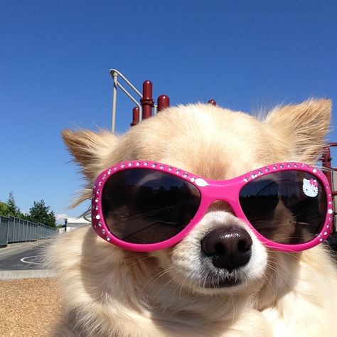 I'm Just A Girl, Just A Girl, Of My Life, My Life, Look At, Sunglasses, Dogs, Funny, Pink