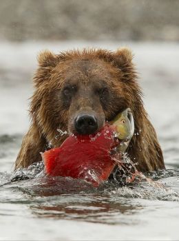 Brown Bear, Katmai Wilderness, Katmai National Park and Preserve, Alaska (63 pieces) Alaskan Brown Bear, Photo Exhibit, Katmai National Park, Cane Corso, Grizzly Bear, Sphynx, Wild Life, Animal Photo, Brown Bear