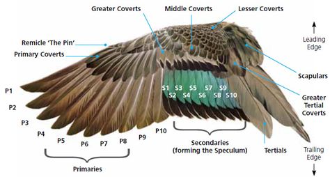 Wings, Feathers and Ducks on Pinterest Crows References, Birds Anatomy, Feather Anatomy, Alexander Grim, Wing Anatomy, Duck Wing, Waterfowl Taxidermy, Duck Mount, Raptor Bird Of Prey