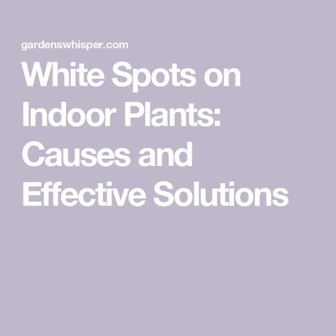 White Spots on Indoor Plants: Causes and Effective Solutions White Spots On Plant Leaves, Types Of Houseplants, Under Side, Insecticidal Soap, Types Of Succulents, White Flies, Indoor Plant Care, Powdery Mildew, Cotton Swab