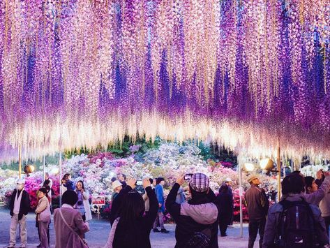 Flower Tunnel, Wisteria Tunnel, Brand Exhibition, Hitachi Seaside Park, Wisteria Sinensis, Lost In Japan, Wisteria Plant, The Royal Romance, Flower Park