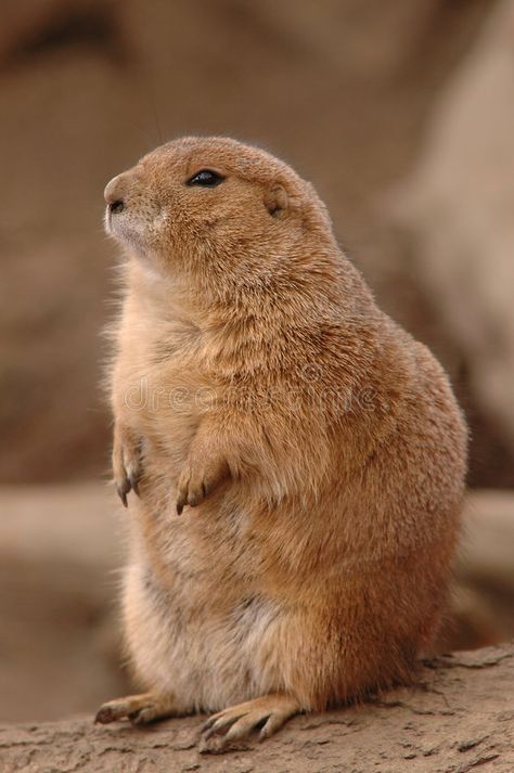 Prairie Dog. A chubby little prairie dog sitting up and looking pretty alert #Sponsored , #AD, #Ad, #Dog, #prairie, #pretty, #chubby Prairie Dog Drawing, Prairie Dogs, Animal T Shirt, Prairie Dog, Nature Wallpapers, Dog Sitting, So Cute, Wallpapers, Dogs