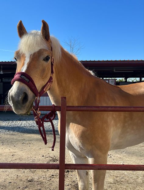 haflinger in the sun All Horse Breeds, Haflinger Horse, Cute Horse Pictures, Equestrian Aesthetic, Palomino Horse, Bay Horse, Horse Boarding, Horse Aesthetic, American Quarter Horse