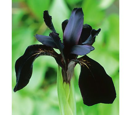 Siberian Iris..Iris Chrysographes Siberian Iris, Goth Garden, White Flower Farm, Gothic Garden, Black Garden, Dark Flowers, Black Iris, Violet Flower, White Gardens