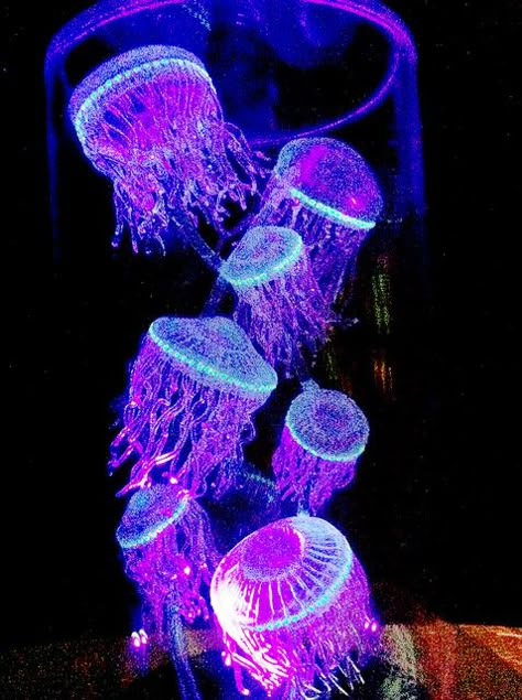 Creature Marine, Cnidaria, Deep Sea Creatures, Beautiful Sea Creatures, Underwater Creatures, Jelly Fish, Underwater Life, Water Life, Deep Blue Sea