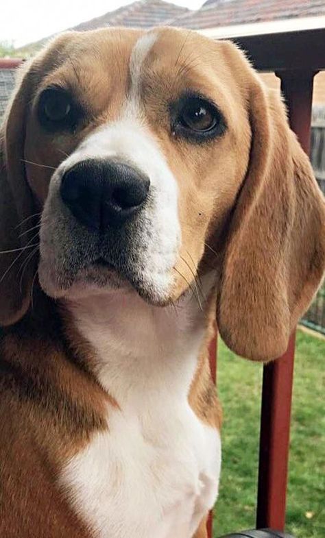 Beagle Breeds, Pocket Beagle, Beagle Dogs, Puppy Obedience Training, Dog Beagle, Positive Dog Training, Beagle Puppies, Being Chased, Hound Dogs