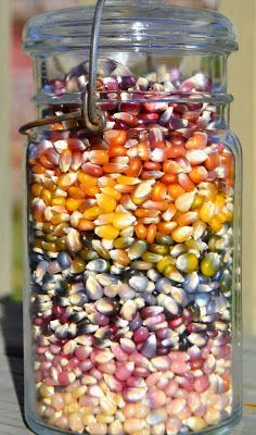 The Adventures of Six Hobbits: Glass Gem Corn Gem Corn, Colored Corn, Rainbow Corn, Popcorn Seeds, Plantarea Legumelor, Glass Gem Corn, Tattoo Plant, Indian Corn, Fall Garden Vegetables