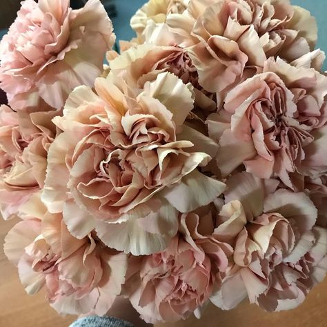 List Of Flowers, Florist Supplies, Pink Carnations, Peach Flowers, All Flowers, Flower Photos, Dahlia, Blush Pink, Wedding Ceremony