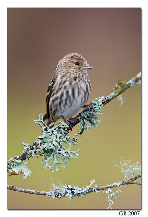 Birds PINE SISKIN Pine Siskin, Siskin, Birds