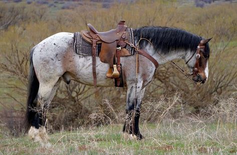 Nice Horses, Ranch Horses, Saddle Horse, Cute Horse Pictures, Draft Horse, Rodeo Horses, Blue Roan, Dream Horse, Horse Dressage