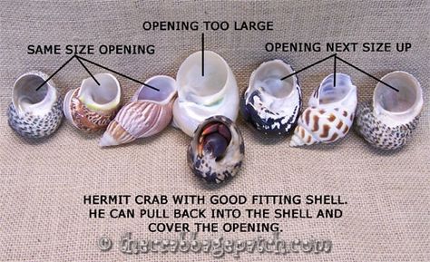 Hermit Crab Shell Selection Names For Hermit Crab, Hermit Crab Setup, Hermit Crab Homes, Hermit Crab Habitat, Crab Tank, Hermit Crab Tank, Pet Aesthetic, Hermit Crab Shells, Class Pet