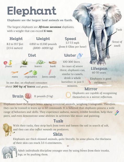 Zoology Aesthetic Notes, Elephant Facts For Kids, Fun Facts About Elephants, Facts About Elephants, Animal Fact File, Scientific Poster Design, Animal Facts For Kids, Animal Infographic, Wildlife Facts