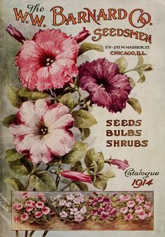 W.W.Barnard Co.Catalogue 1914 Seed Illustration, Seed Art, Vintage Seed Packets, Victorian Gardens, Garden Catalogs, Flower Seeds Packets, Vintage Gardening, Postal Vintage, Seed Packaging