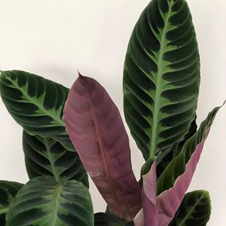 I have no idea how to pronounce this mouthful of a name: Calathea warscewiczii! However, to describe it, I’d use one word: velvet. The gorgeous wine coloured undersides of the leaves really do feel like velvet and the dark green and light green patterning on the top side is just sumptuous.  This is another beauty in the Prayer Plant family. Not always the easiest to keep happy especially in Winter with the air-drying central heating on but so beautiful that it’s worth a bit of extra effort and l Gothic Plants, Calathea Warscewiczii, Plant Types, Prayer Garden, Growing Bulbs, Plant Goals, Tropical Flower Plants, Plants Are Friends, Prayer Plant