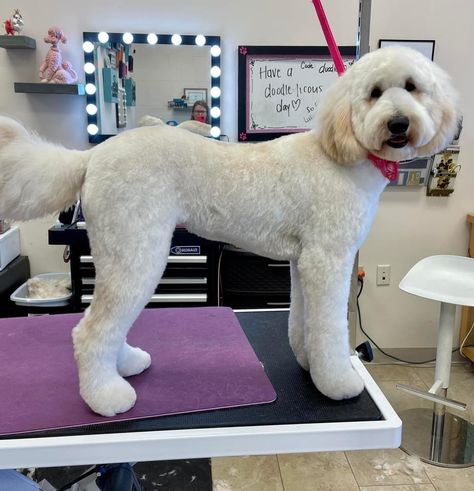 Doodle Haircut Styles, Labradoodle Grooming, Goldendoodle Haircuts, Goldendoodle Grooming, Dog Grooming Styles, Puppy Cut, Grooming Style, Doodle Puppy, Dog Haircuts