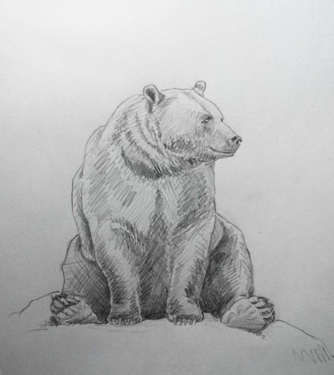 Bear Sketch Drawing, Sitting Bear Drawing, Bear Drawing Sketches, Bear Pencil Sketch, Bear Pencil Drawing, Drawings Of Bears, Bear Sketches, Grizzly Bear Drawing, Teddy Bear Sketch