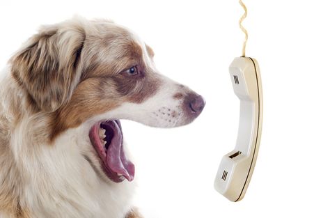 Other than your vet and local 24-hour animal hospital, here are essential numbers to have beside your phone. Dog With Phone, Dog Trick, Holistic Pet Care, Dog Body Language, Dog Behavior Problems, Dog Information, Dog Phone, Best Dog Training, Pet Peeves